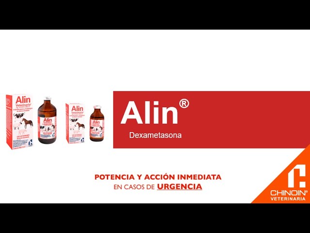 alin veterinario