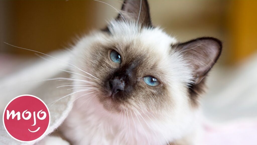 cats best