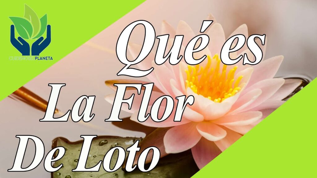 flor de loto precio
