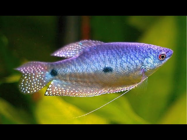 gurami azul