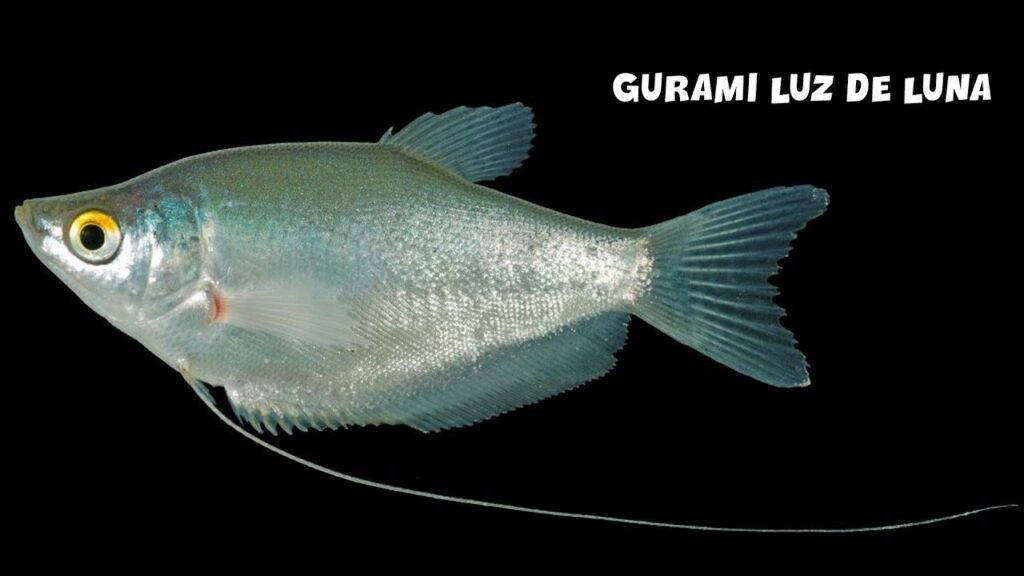 gurami luz de luna