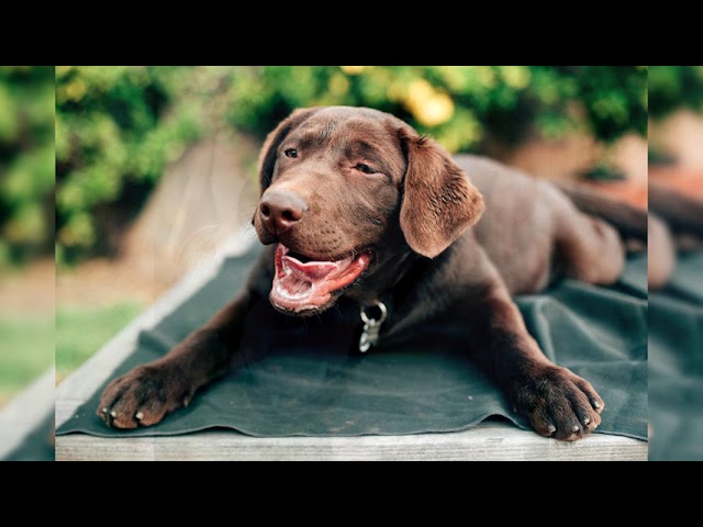 labrador retriever precio