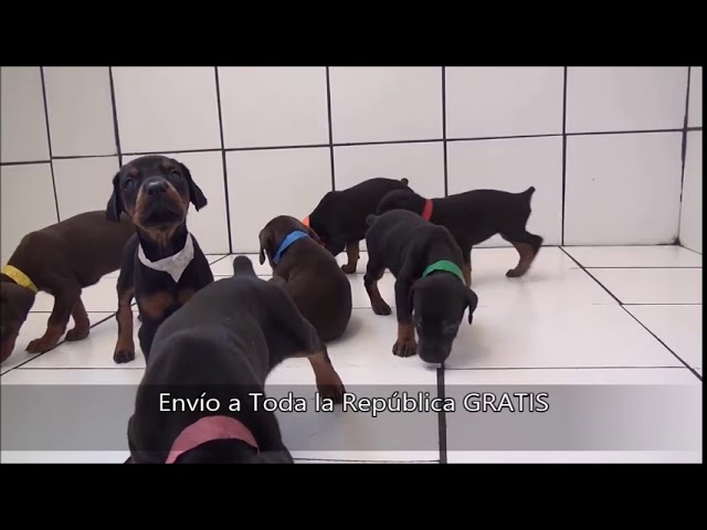 perros doberman en venta