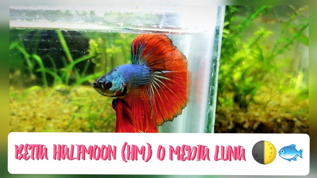 pez betta media luna