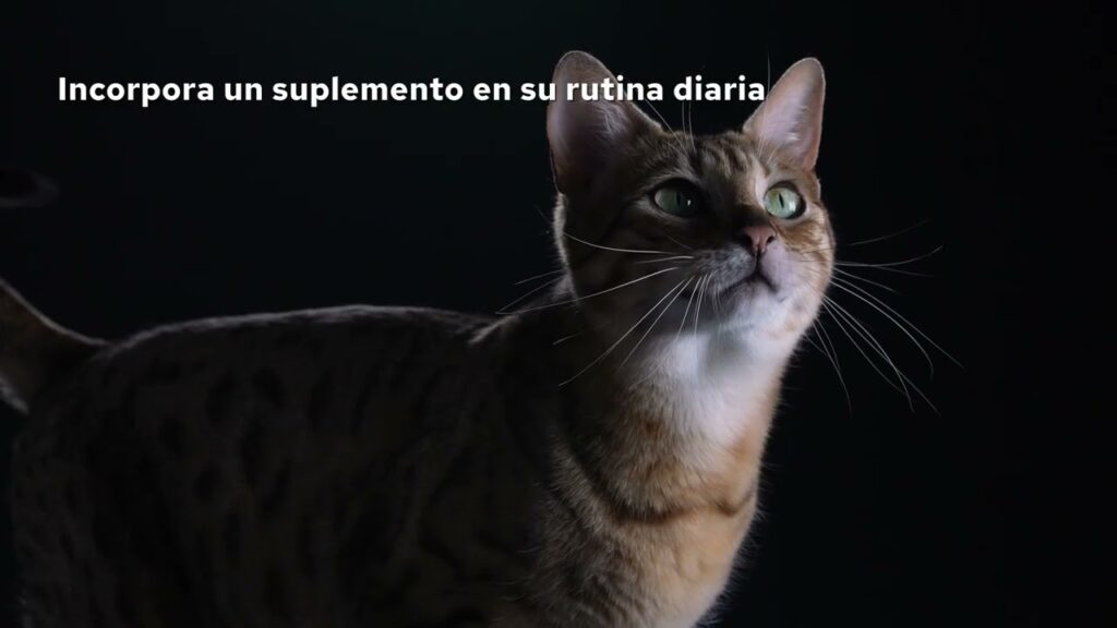proplan om gatos