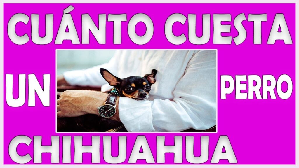 tienda de mascotas chihuahua