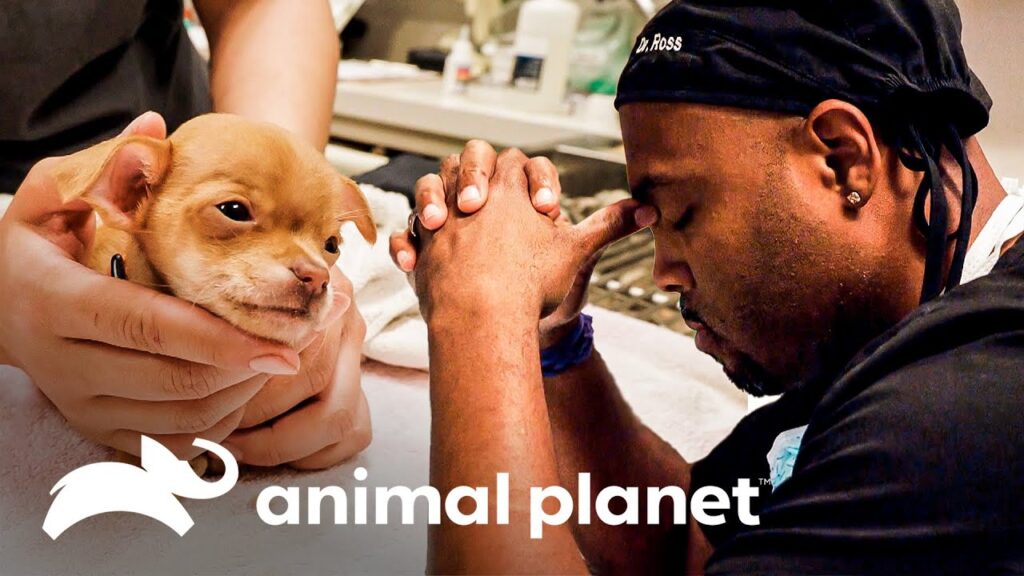 veterinaria 24 horas chihuahua
