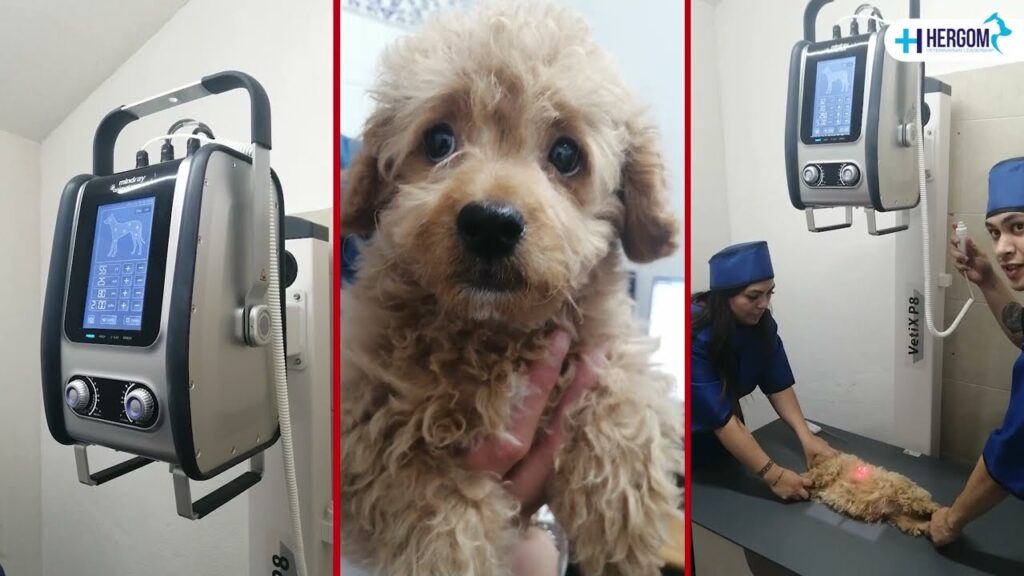 veterinaria con rayos x