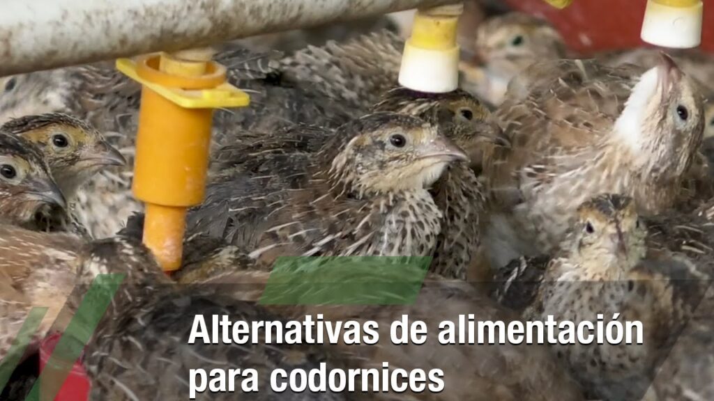 alimento para codorniz