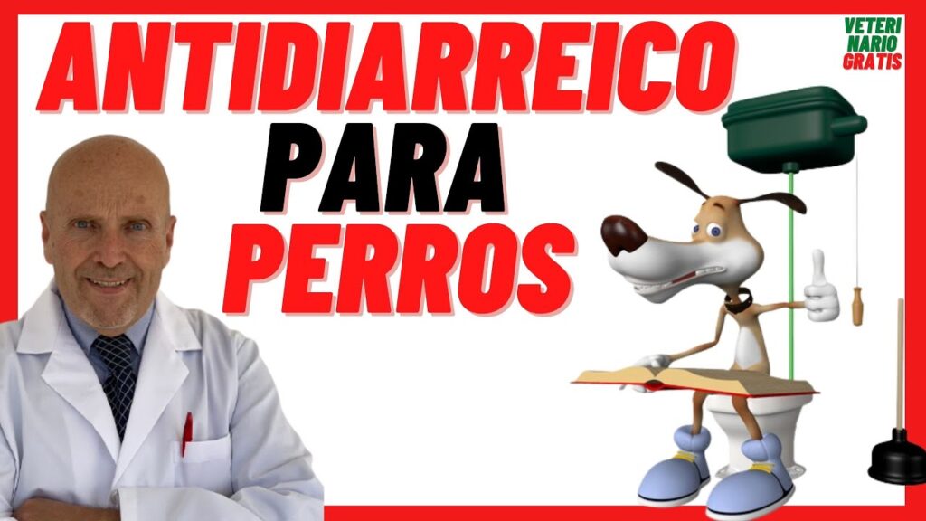 antidiarreico para gatos