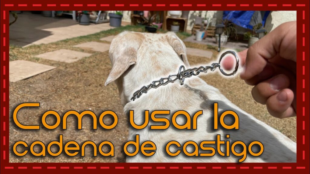 cadena de castigo perro