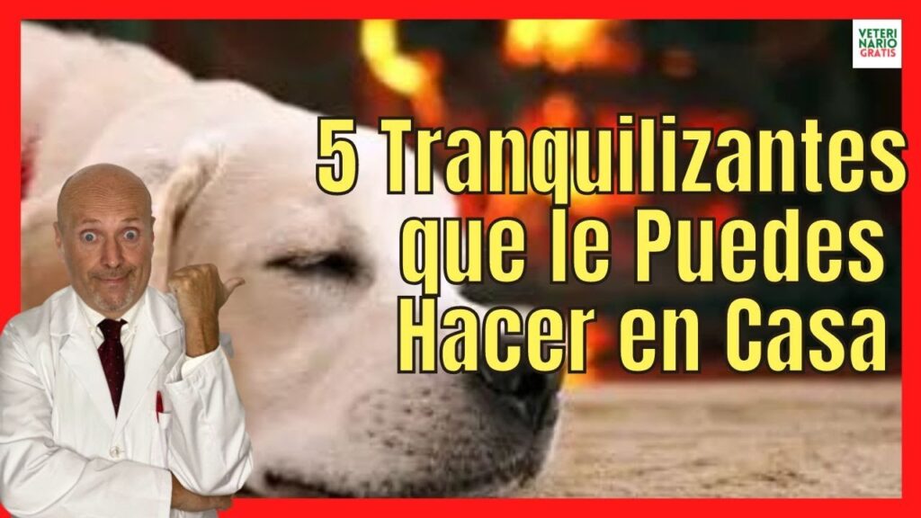 calmivet perros