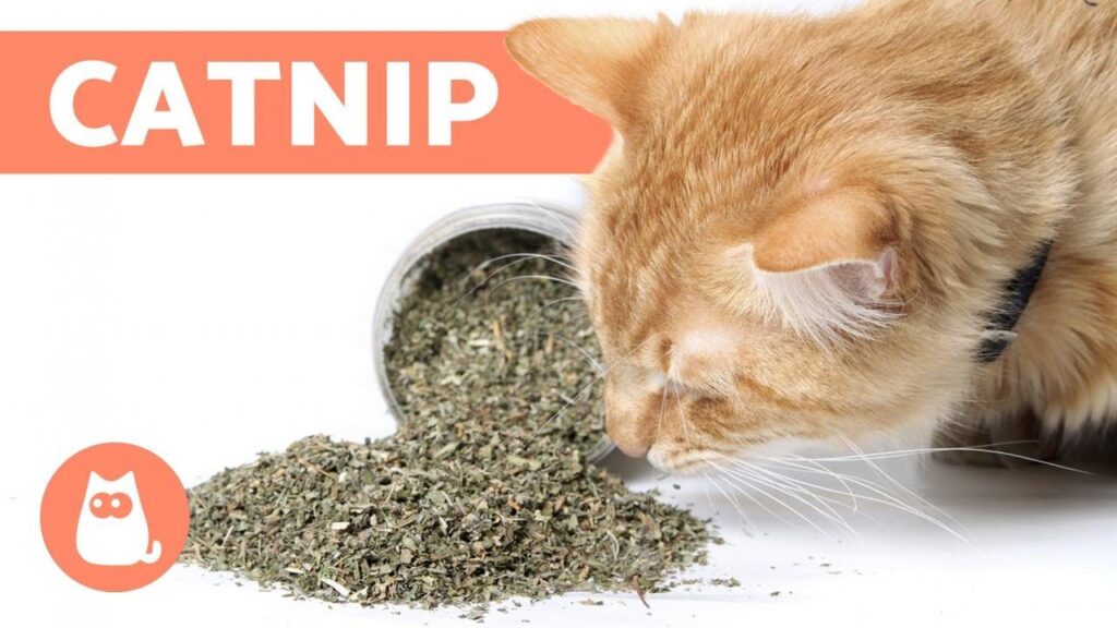 catnip precio