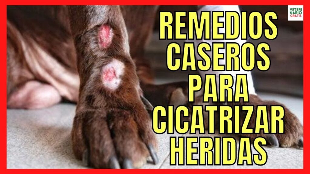 crema cicatrizante para perros
