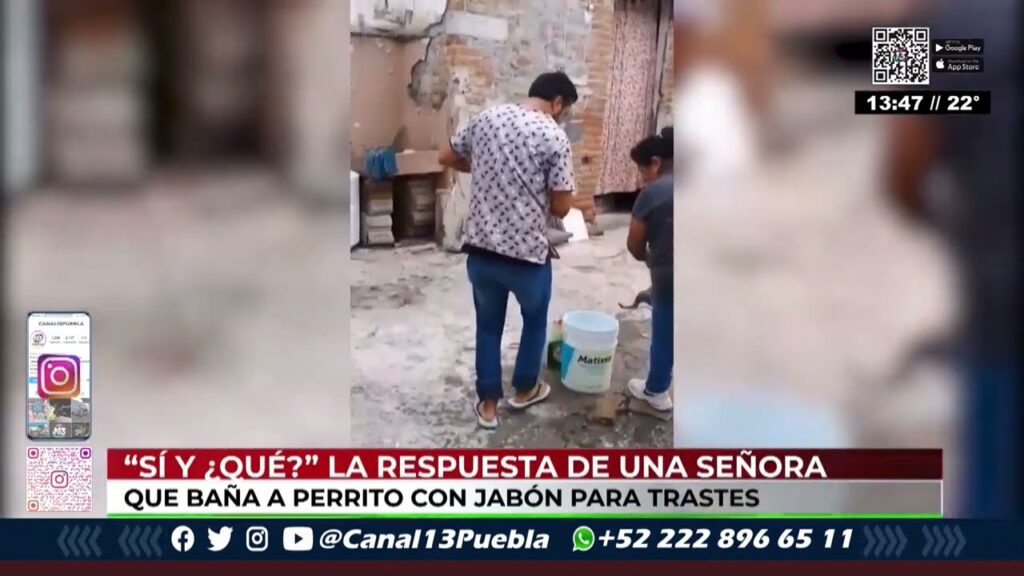 estetica canina puebla