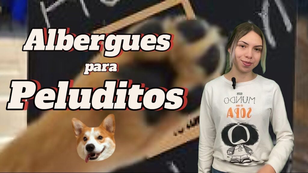 gatos en adopcion toluca