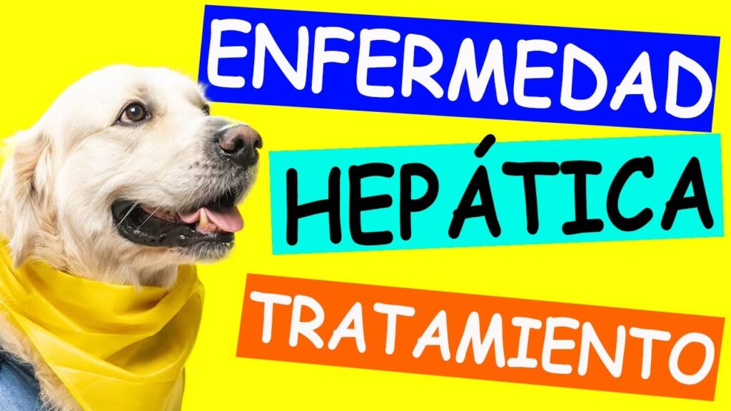 higado perro