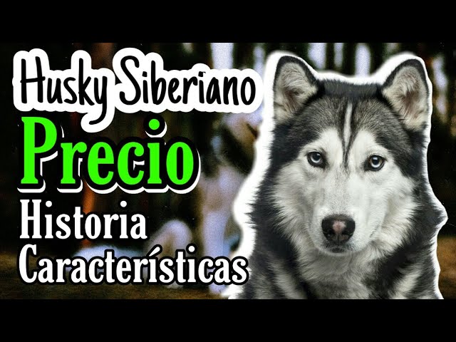 husky precio mexico