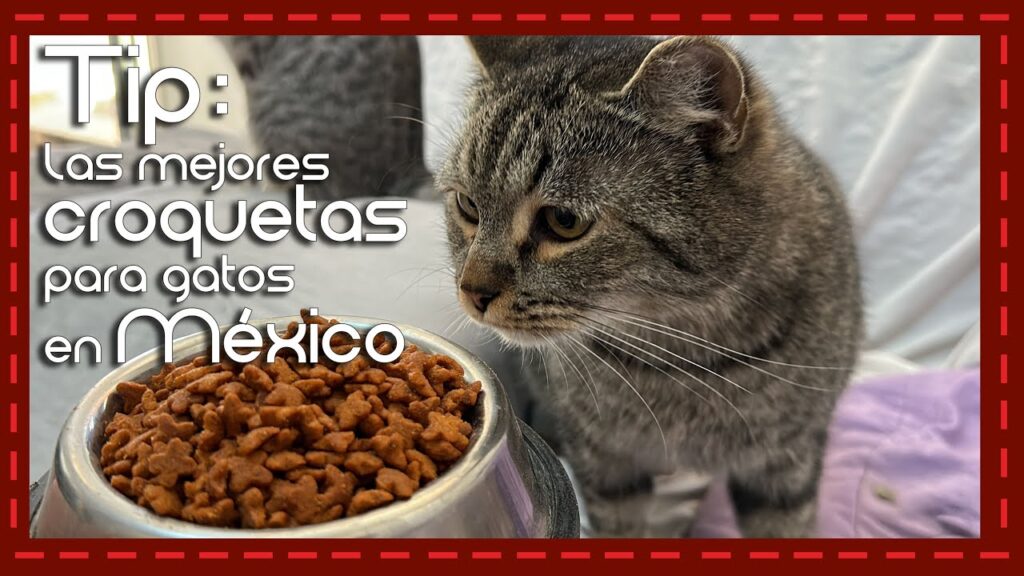 pal gato croquetas
