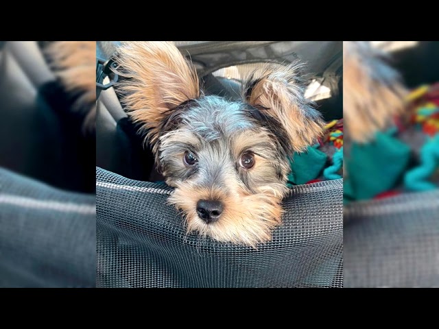 precio de perro yorkie