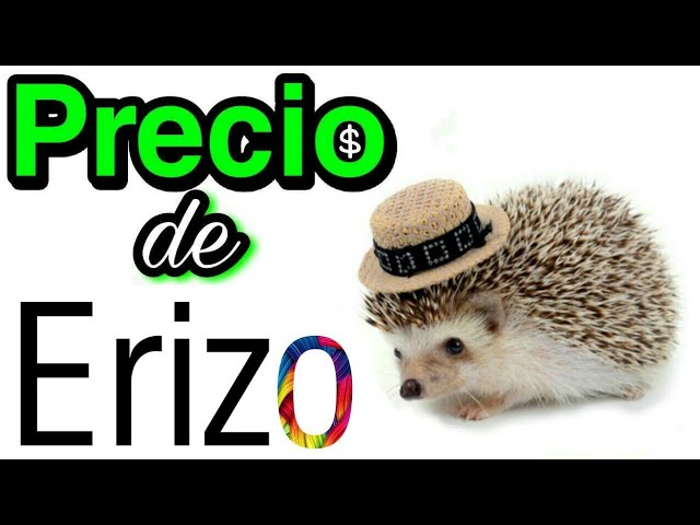 precio de un erizo