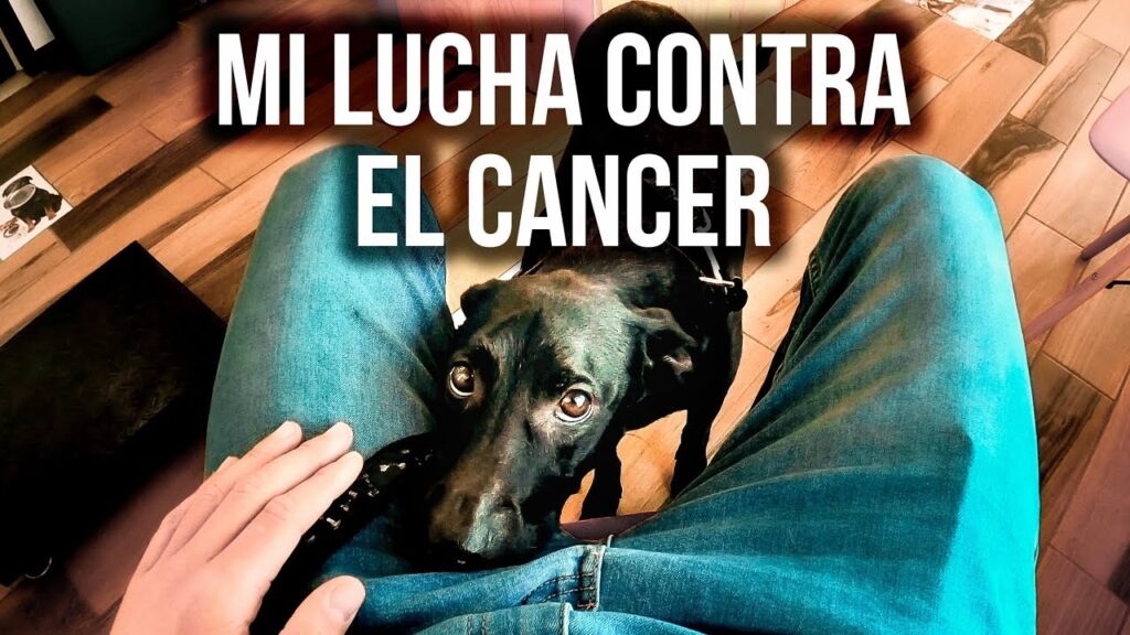 precio quimioterapia perros