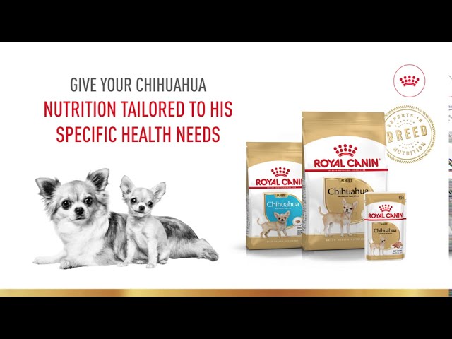 royal canin chihuahua puppy