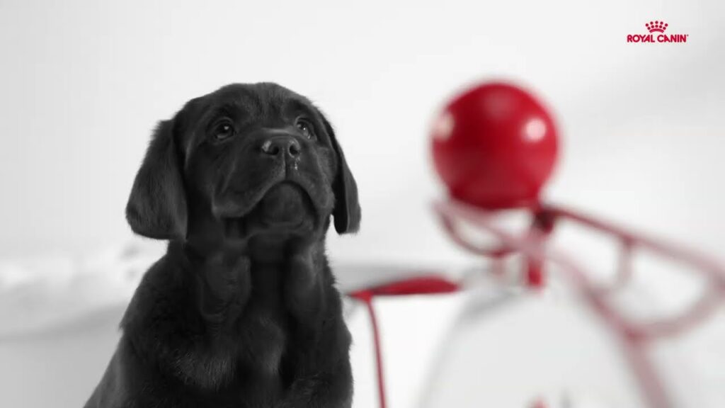 royal canin development puppy