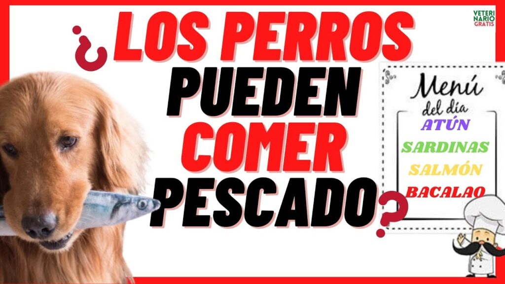 sardinas para perros