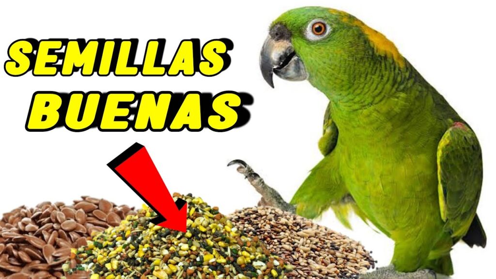 semillas para loros