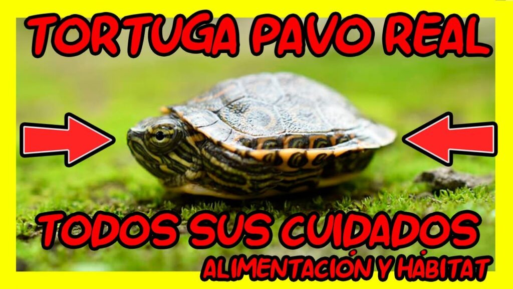 tortuga pavo real precio